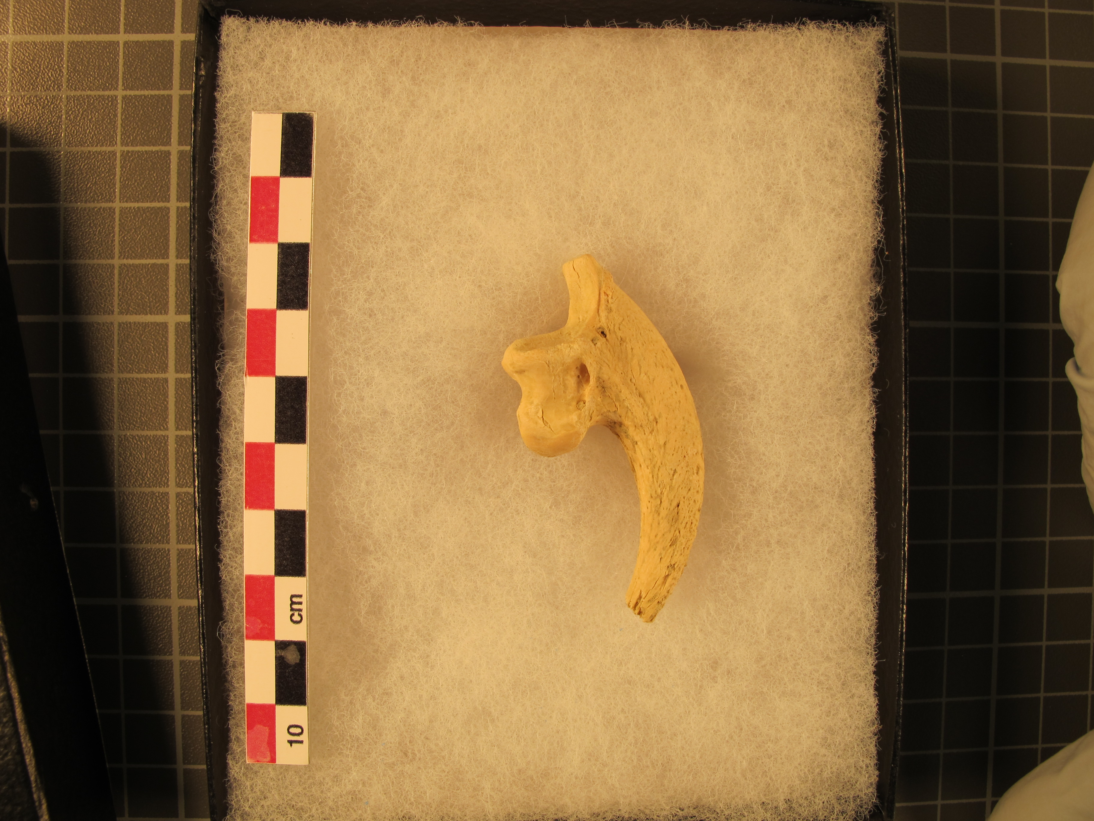 Harpagornis moorei